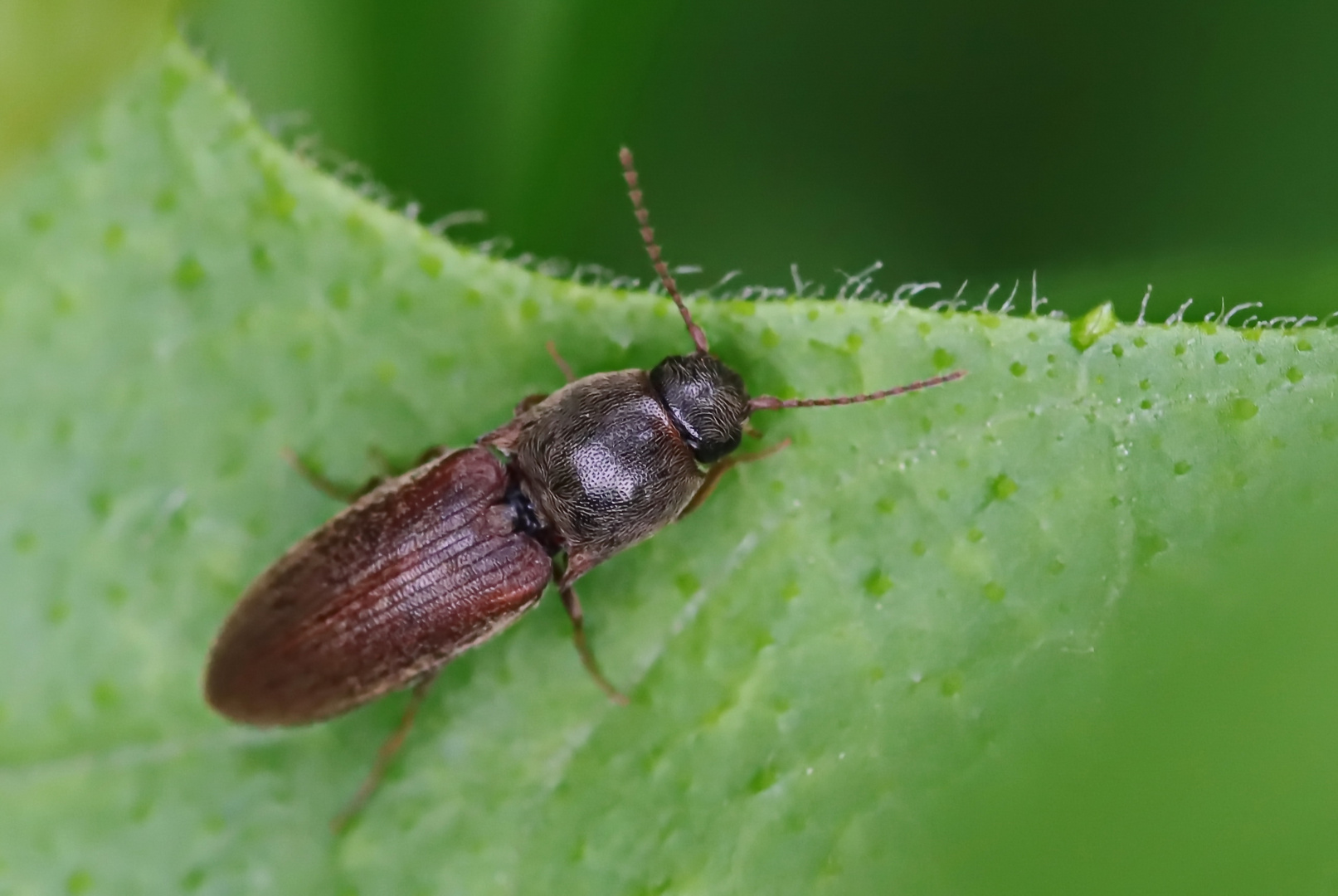 Rotbauchiger Laubschnellkäfer