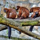 Rotbauchmakis-Familienfoto