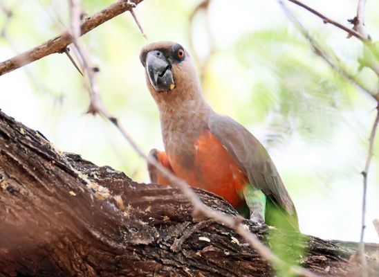 Rotbauchpapagei,Männchen