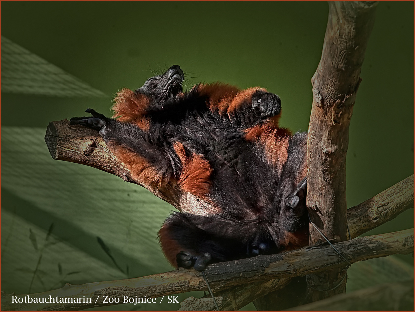 Rotbauchtamarin im Zoo Bojnice