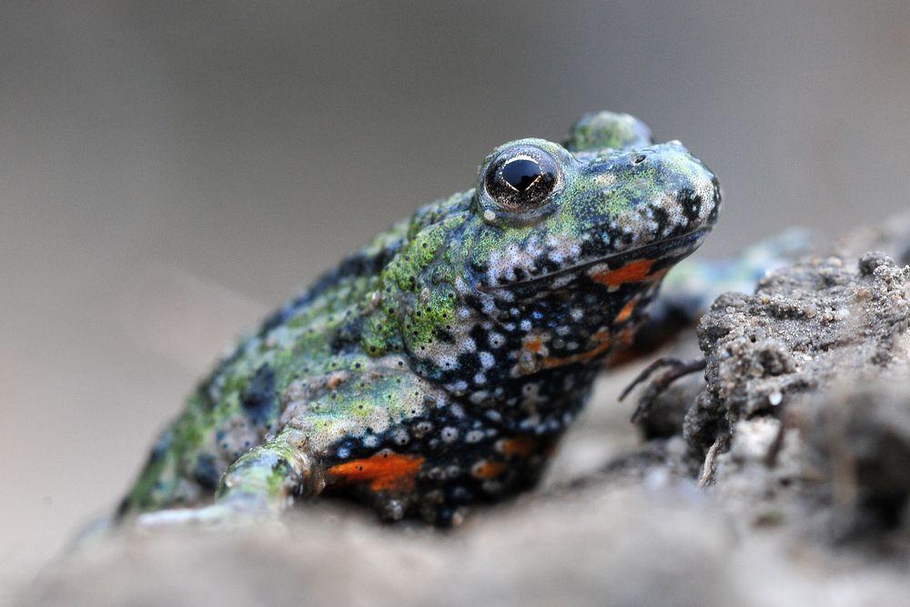 Rotbauchunke Foto & Bild | natur, tiere, wildlife Bilder auf fotocommunity