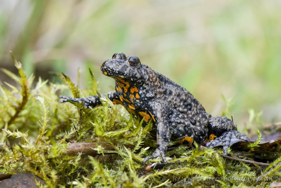 Rotbauchunke (Bombina bombina)