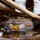 Rotbauchunke ( Bombina bombina) 