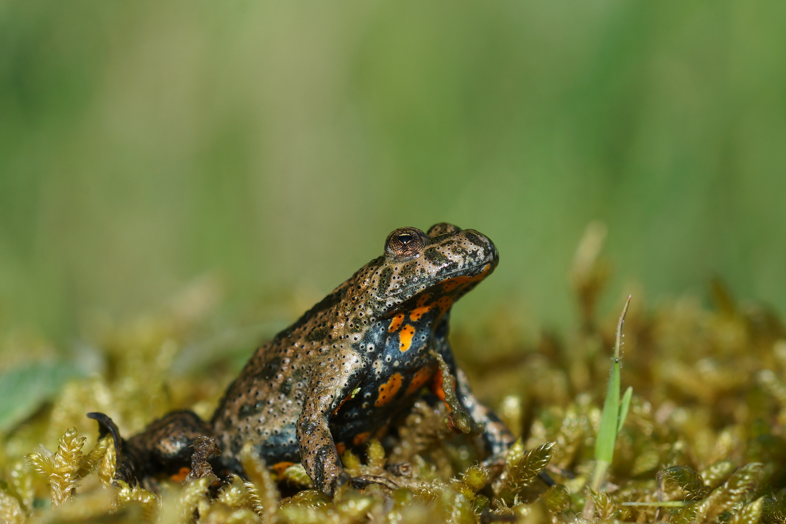 Rotbauchunke (Bombina bombina)