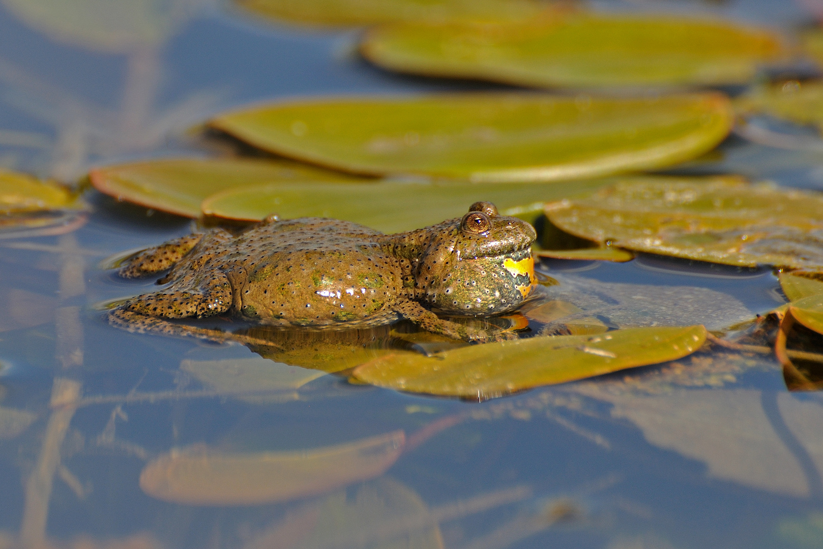 Rotbauchunke (Bombina bombina)