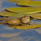 Rotbauchunke (Bombina bombina)