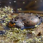 Rotbauchunke - Bombina bombina - Männchen beim Paarungsruf