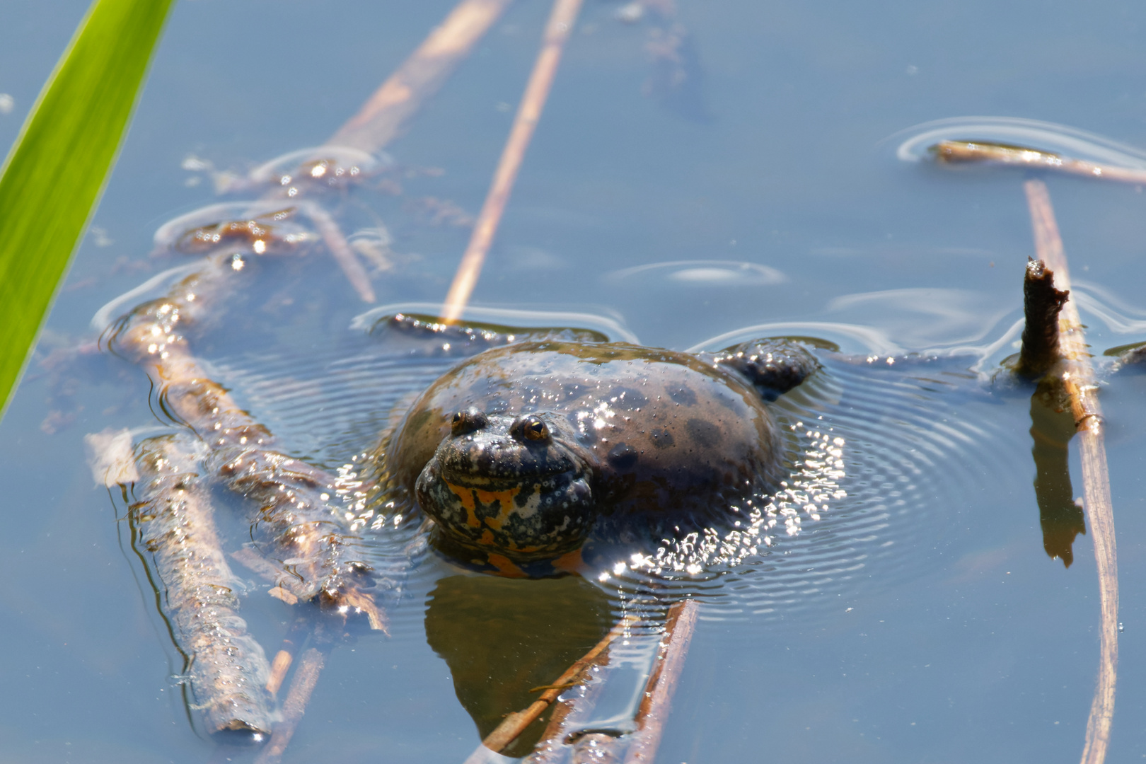 Rotbauchunke  (Bombina bombina) - Vibrationsalarm