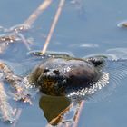 Rotbauchunke  (Bombina bombina) - Vibrationsalarm