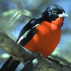 Rotbauchwürger auch Reichsvogel (laniarius atrococcineus)