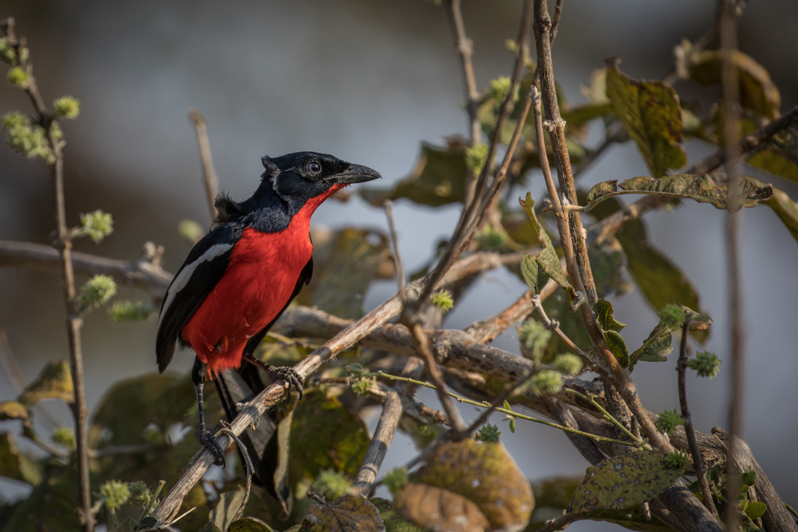 Rotbauchwürger (Laniarius atrococcineus)