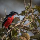 Rotbauchwürger (Laniarius atrococcineus)