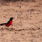 Rotbauchwürger (Laniarius atrococcineus)