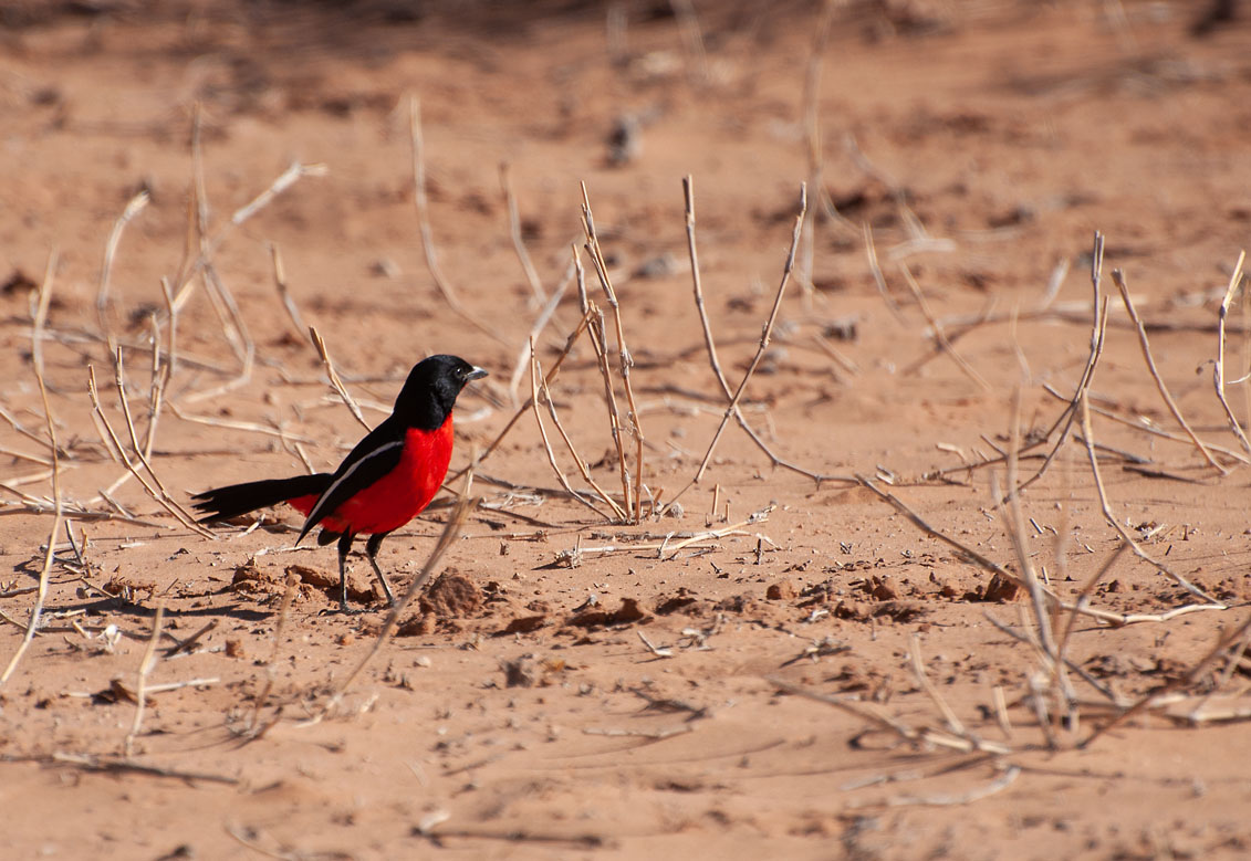 Rotbauchwürger (Laniarius atrococcineus)