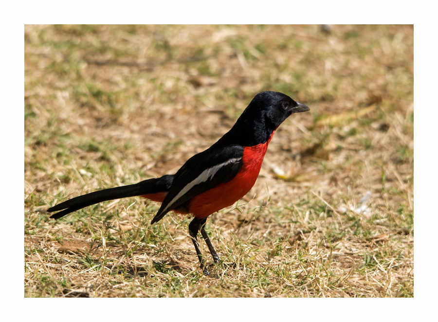 Rotbauchwürger (Laniarius atrococcineus)