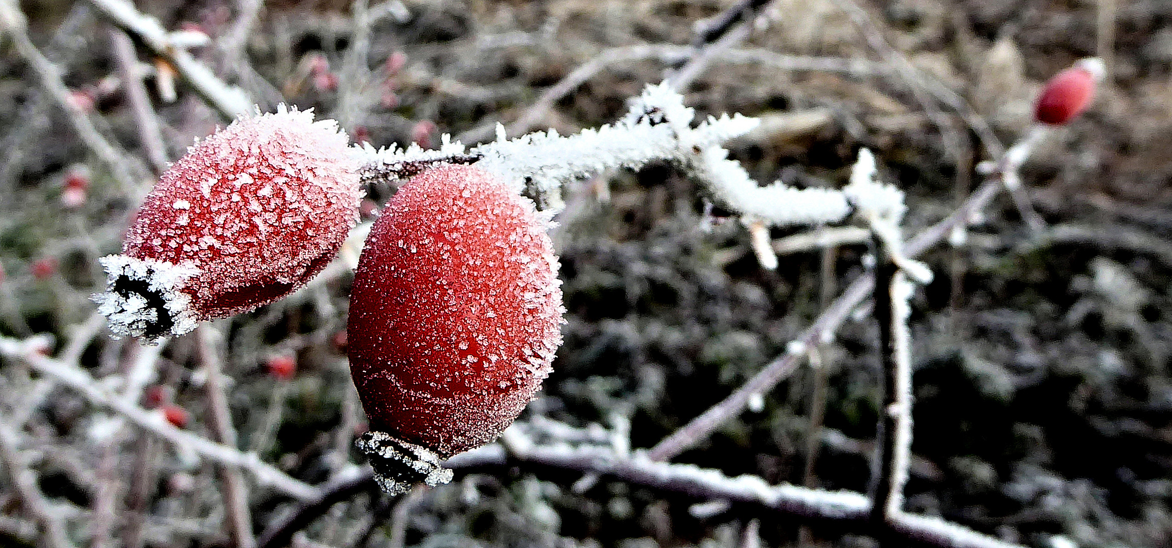 Rotbeeren mit Überzug