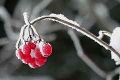 Rotbeeren mit Weissrändern