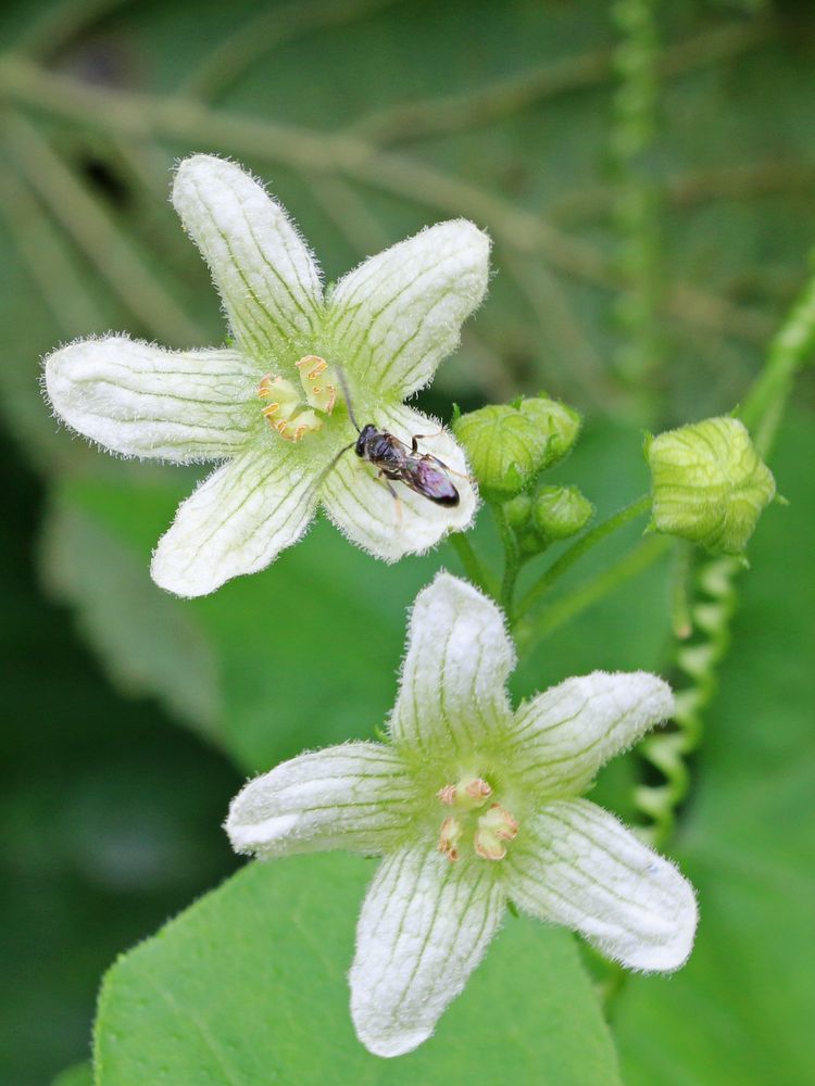 Rotbeerige Zaunrübe (Bryonia dioica)