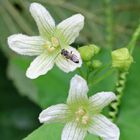 Rotbeerige Zaunrübe (Bryonia dioica)