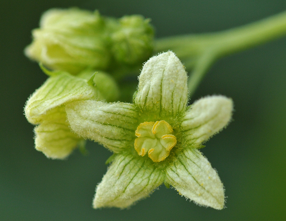 Rotbeerige Zaunrübe: Kleine Blüte – hier ganz groß