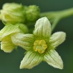 Rotbeerige Zaunrübe: Kleine Blüte – hier ganz groß