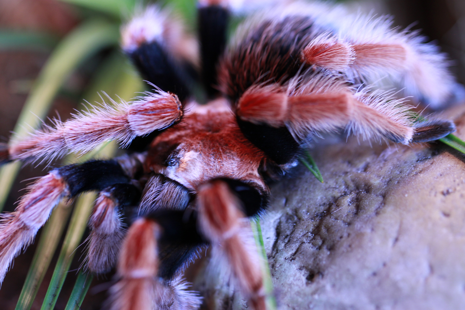 Rotbein-Vogelspinne