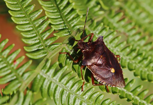 Rotbeinige Baumwanze