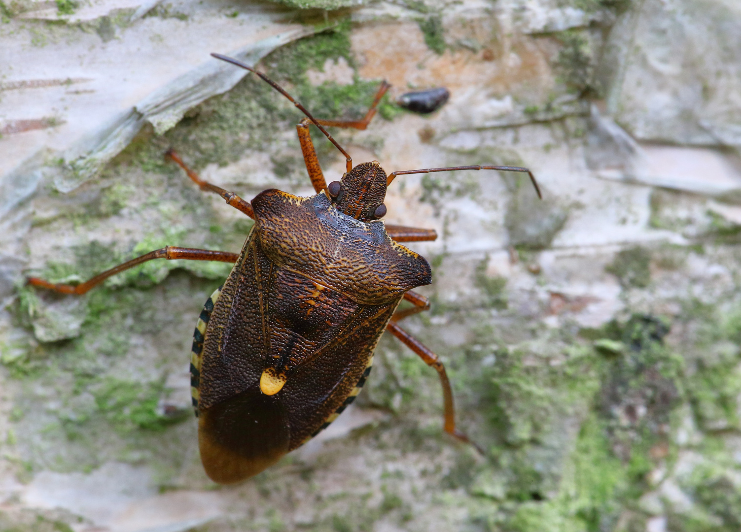 Rotbeinige Baumwanze/ Pentatoma rufipes