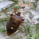 Rotbeinige Baumwanze/ Pentatoma rufipes