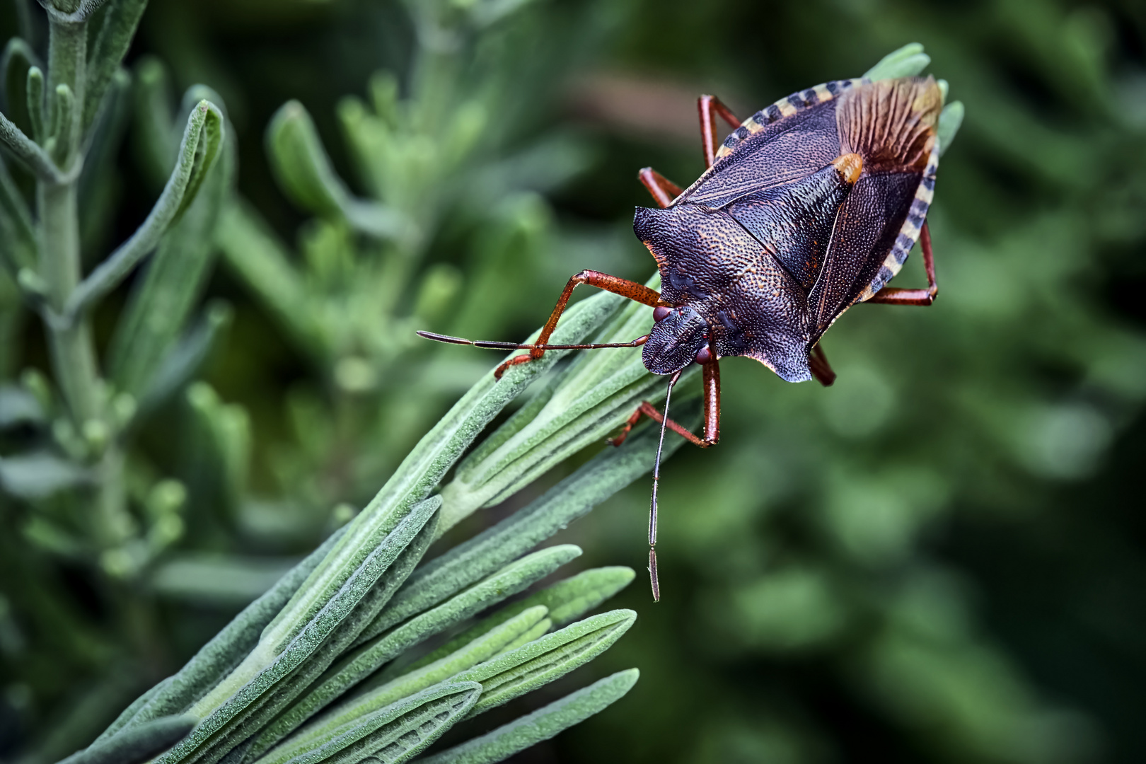 Rotbeinige Baumwanze ( Pentatoma rufipes ).