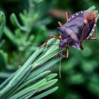 Rotbeinige Baumwanze ( Pentatoma rufipes ).