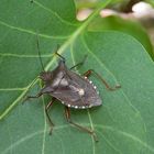 Rotbeinige Baumwanze (Pentatoma rufipes)