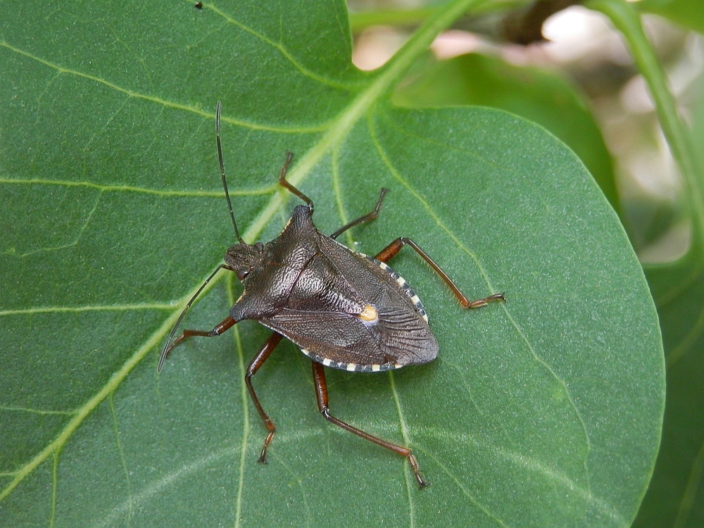 Rotbeinige Baumwanze (Pentatoma rufipes)