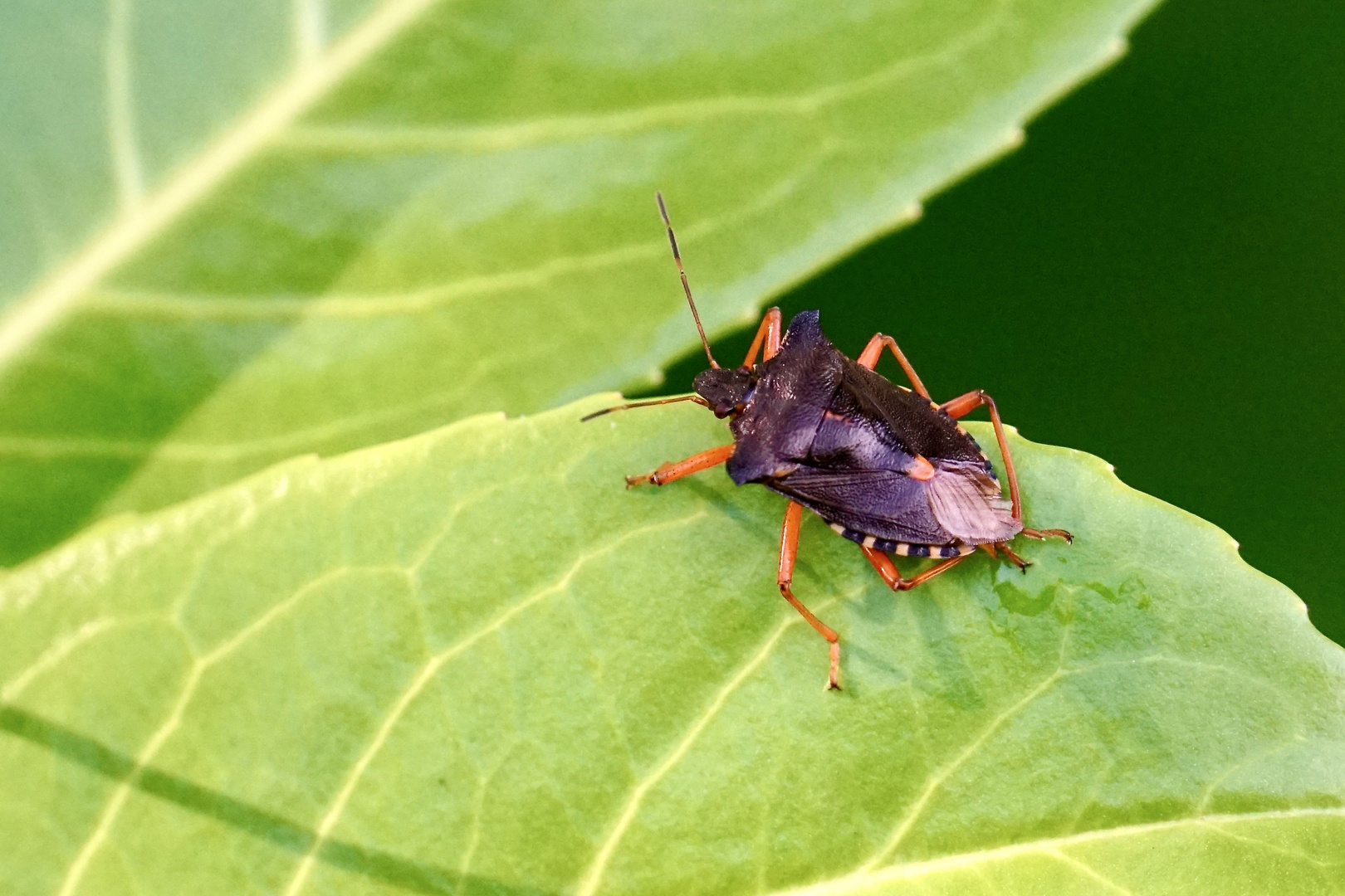 Rotbeinige Baumwanze (Pentatoma rufipes)