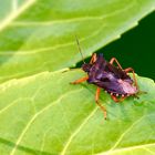 Rotbeinige Baumwanze (Pentatoma rufipes)