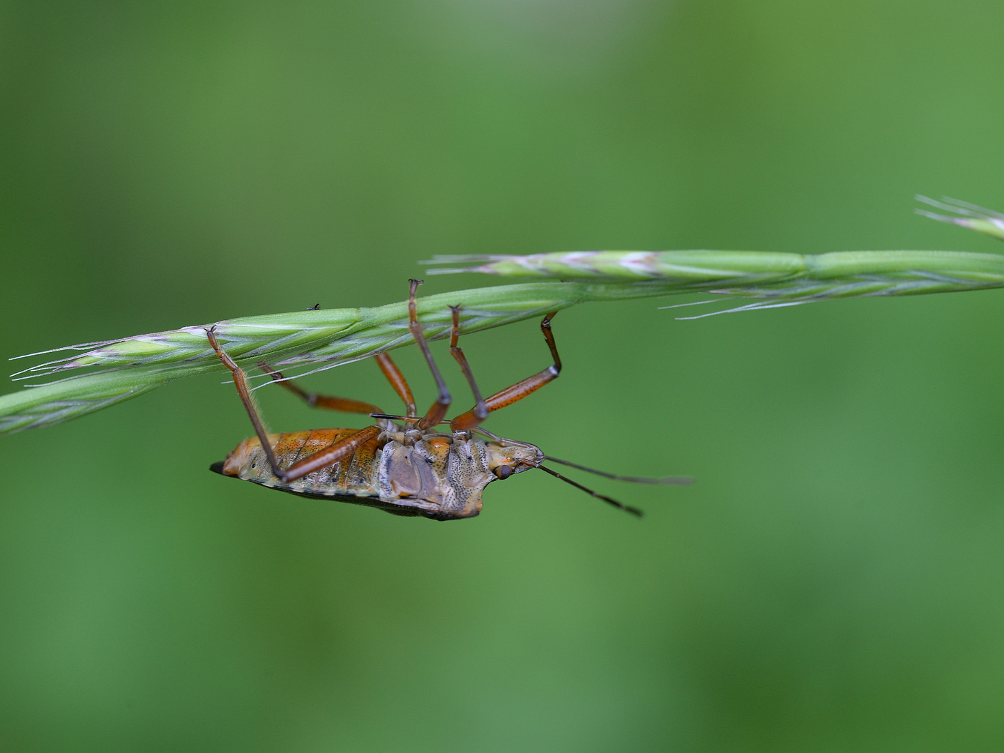 Rotbeinige Baumwanze - Pentatoma rufipes