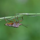 Rotbeinige Baumwanze - Pentatoma rufipes