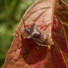 Rotbeinige Baumwanze (Pentatoma rufipes)