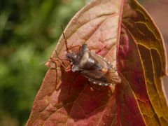 Rotbeinige Baumwanze (Pentatoma rufipes)