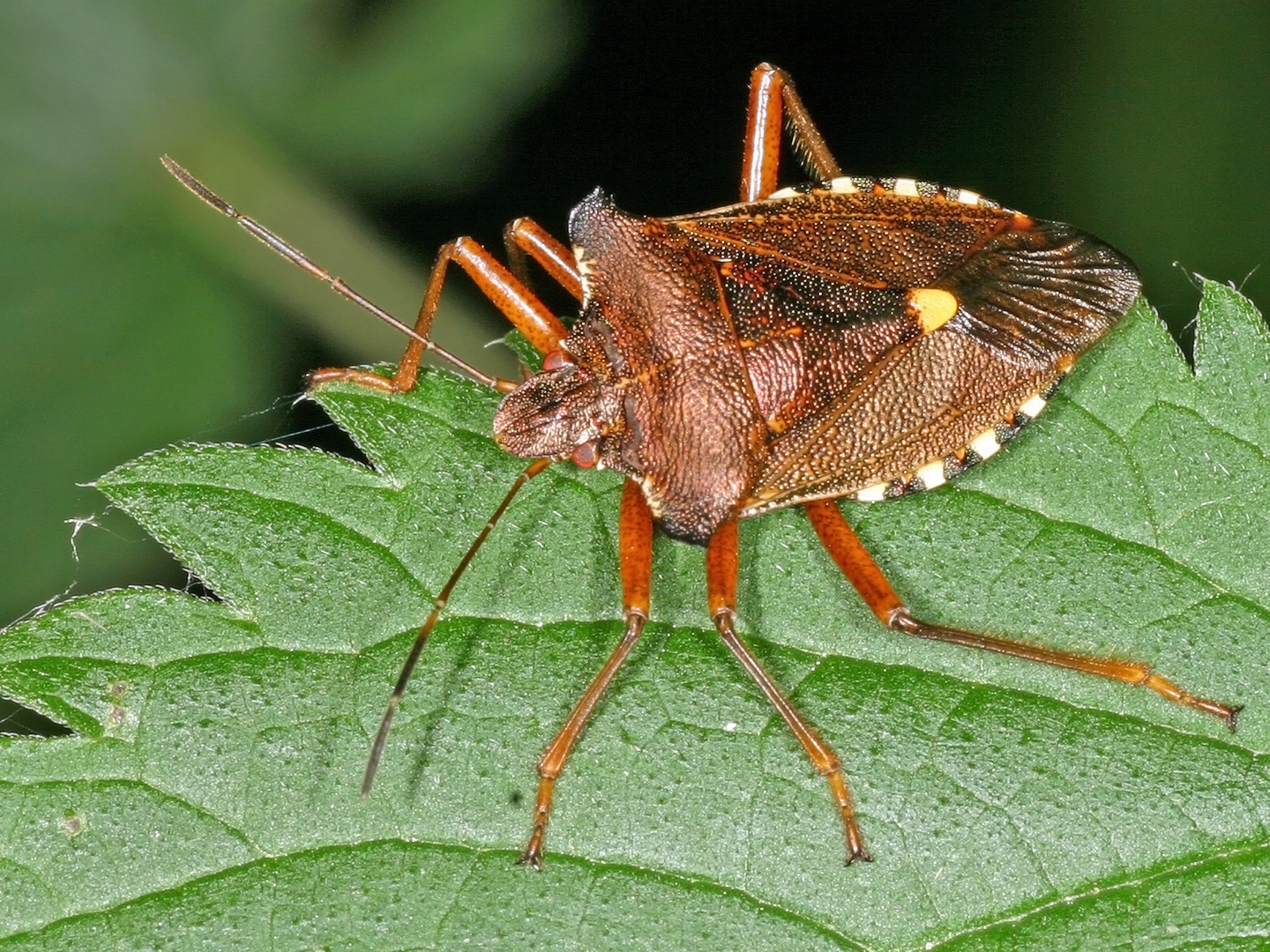 Rotbeinige Baumwanze (Pentatoma rufipes).....