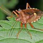 Rotbeinige Baumwanze (Pentatoma rufipes).....