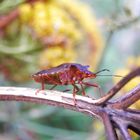 Rotbeinige Baumwanze (Pentatoma rufipes)