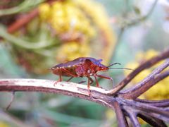 Rotbeinige Baumwanze (Pentatoma rufipes)