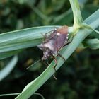 Rotbeinige Baumwanze (Pentatoma rufipes) auf Gartenwicke