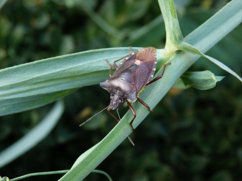 Rotbeinige Baumwanze (Pentatoma rufipes) auf Gartenwicke