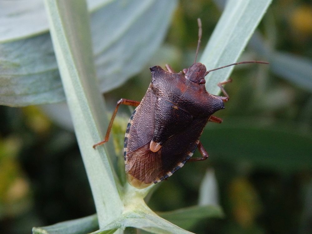 Rotbeinige Baumwanze (Pentatoma rufipes) auf Gartenwicke