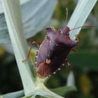 Rotbeinige Baumwanze (Pentatoma rufipes) auf Gartenwicke