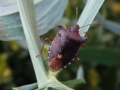 Rotbeinige Baumwanze (Pentatoma rufipes) auf Gartenwicke