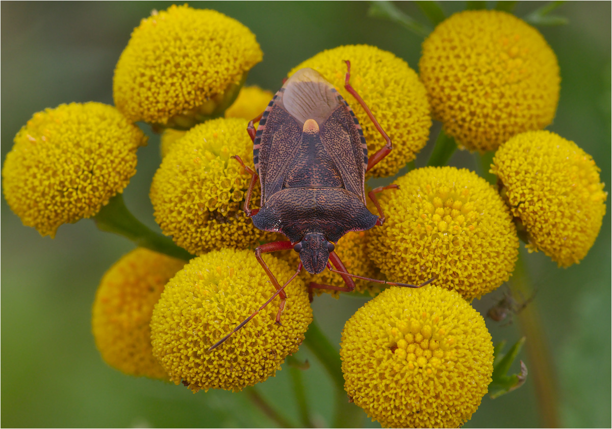 Rotbeinige Baumwanze (Pentatoma rufipes)