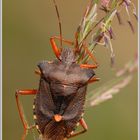 Rotbeinige Baumwanze (Pentatoma rufipes)